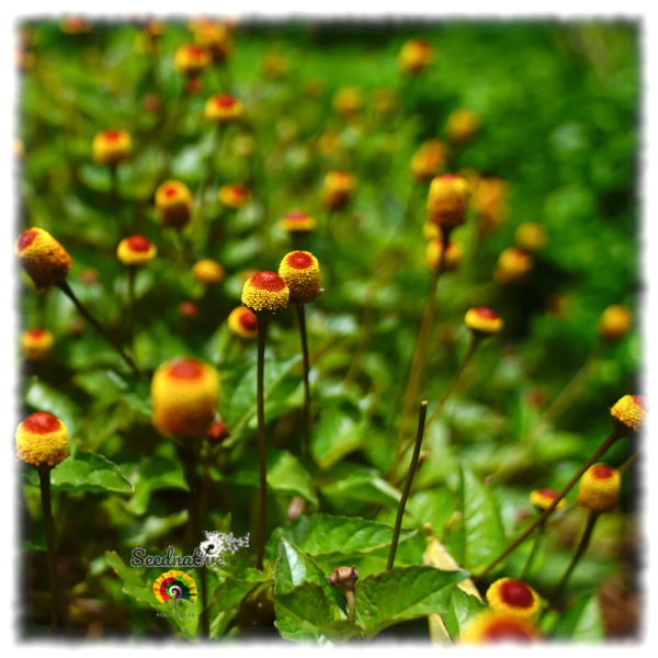 Flor eléctrica - Acmella oleracea - 100 semillas - Imagen 3