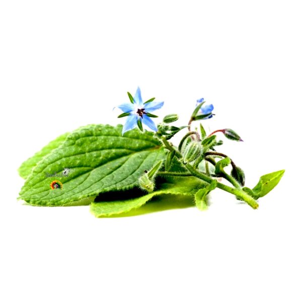 Borraja - Borago officinalis - 100 semillas