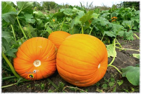 Calabaza Gigante Bambino - 10 semillas - Imagen 2