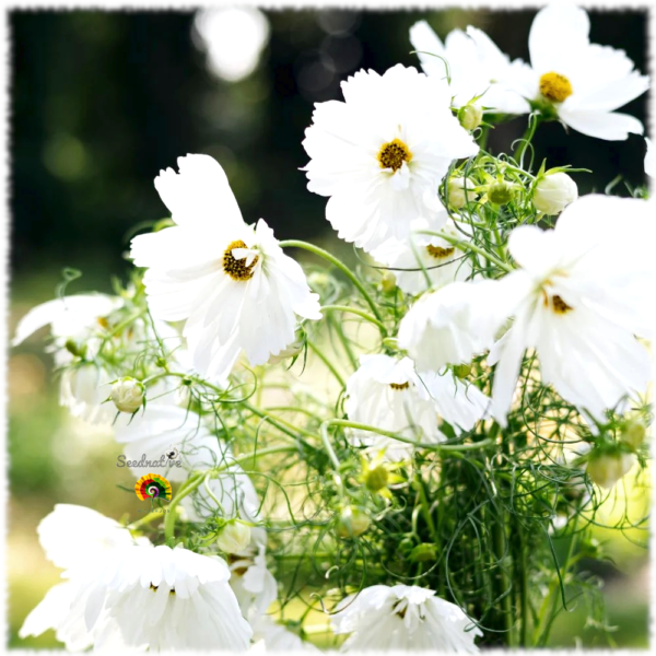 Cosmos blanco - Cosmos bipinnatus - 200 semillas