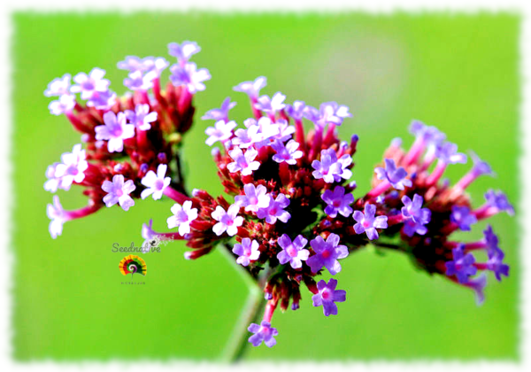 Verbena Genus - Verbena bonariensis - 500 semillas - Imagen 3