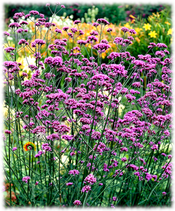 Verbena Genus - Verbena bonariensis - 500 semillas - Imagen 2