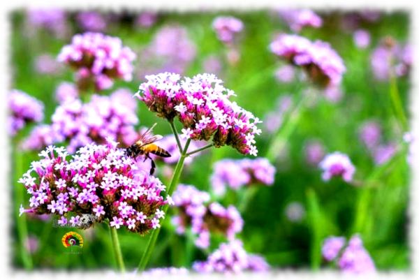 Verbena Genus - Verbena bonariensis - 500 semillas