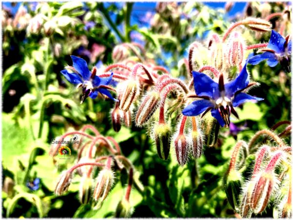 Borraja - Borago officinalis - 100 semillas - Imagen 3