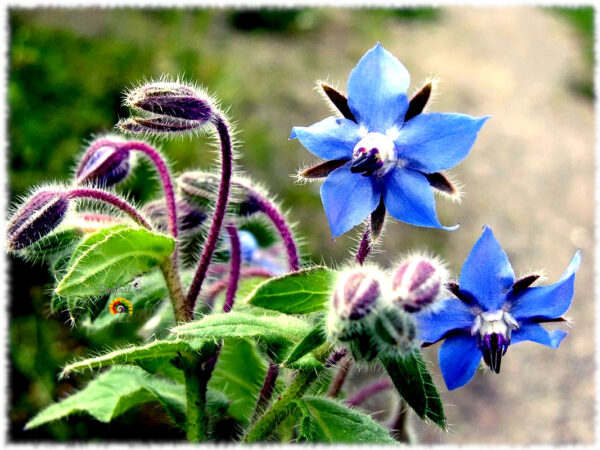 Borraja - Borago officinalis - 100 semillas - Imagen 4