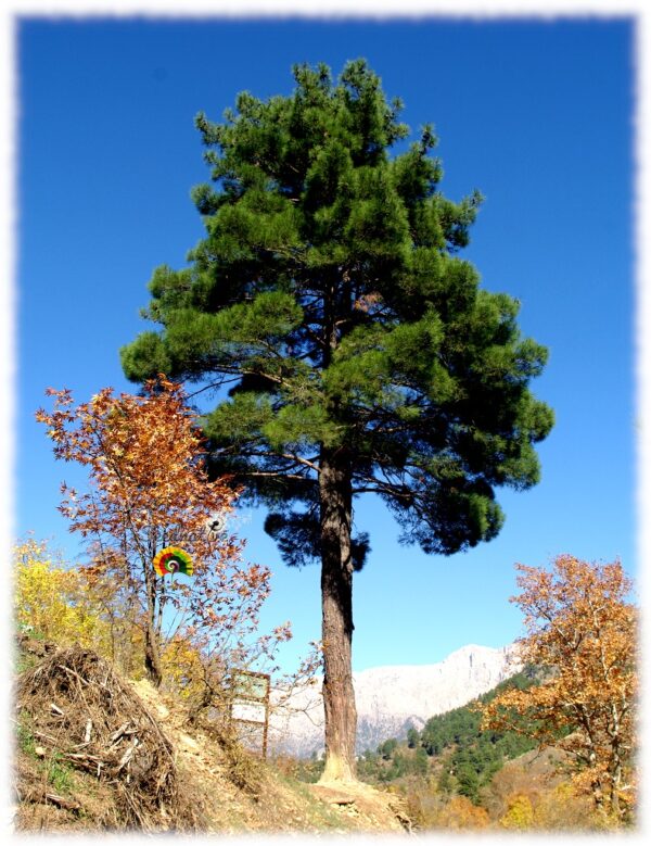 Pino Turco - Pinus brutia - 5 semillas - Imagen 2