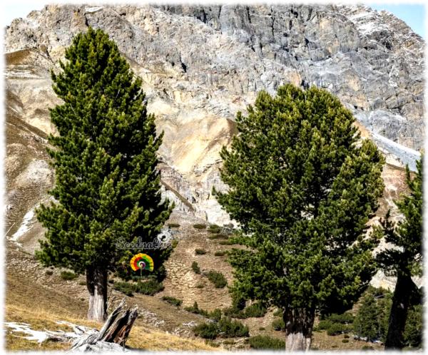 Pino de los Alpes - Pinus cembra - 5 semillas - Imagen 5