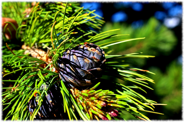 Pino de los Alpes - Pinus cembra - 5 semillas - Imagen 4