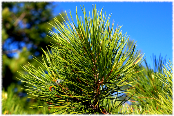 Pino de los Alpes - Pinus cembra - 5 semillas - Imagen 3