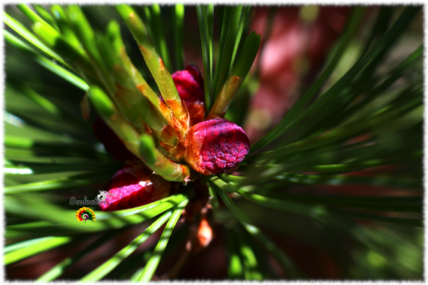 Pino de los Alpes - Pinus cembra - 5 semillas - Imagen 2