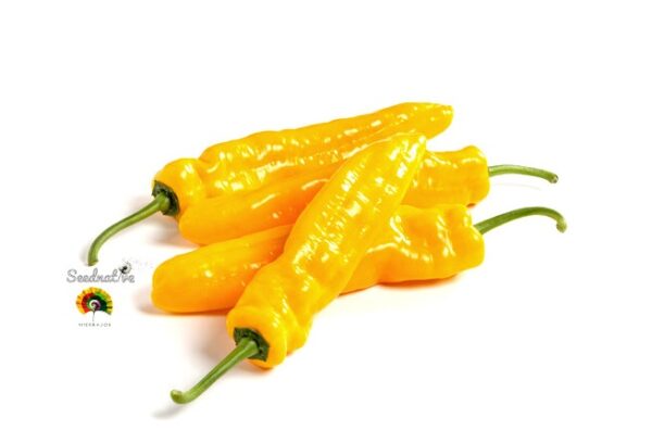 Pimiento Dulce Cuerno de toro amarillo - 100 semillas - Imagen 2