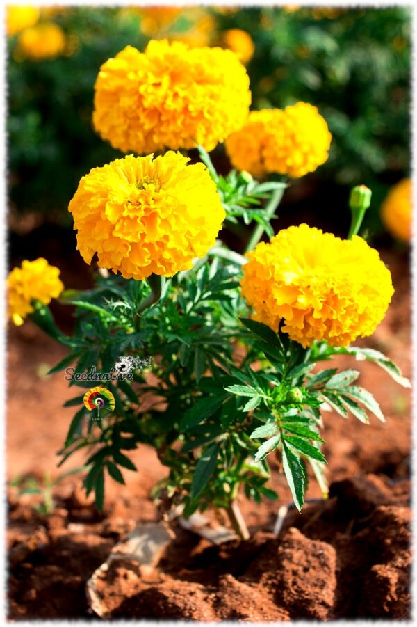 Clavelón - Tagetes erecta - 500 semillas - Imagen 2