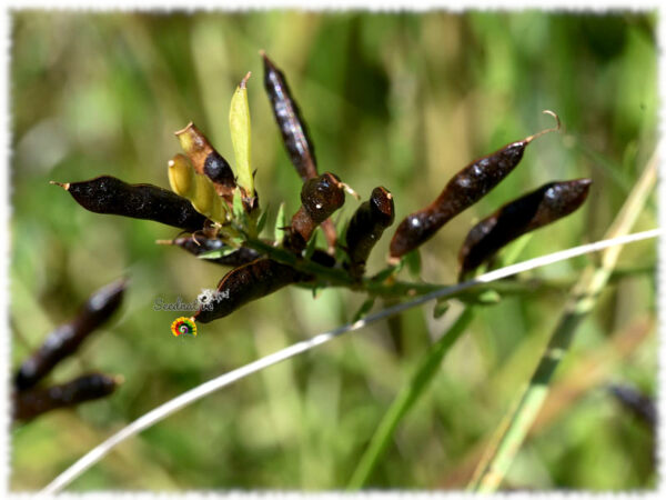 Hiniesta de tintes - Genista tinctoria - 50 semillas - Imagen 3