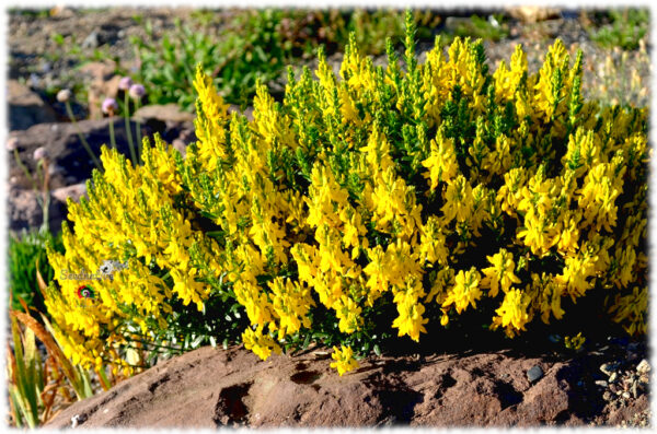 Hiniesta de tintes - Genista tinctoria - 50 semillas - Imagen 2