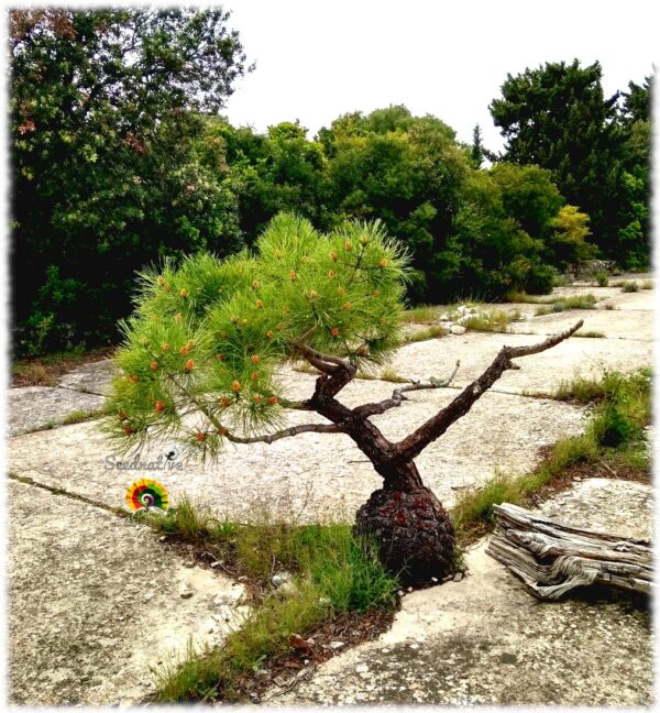 Pino carrasco - Pinus halepensis - 30 semillas - Imagen 5