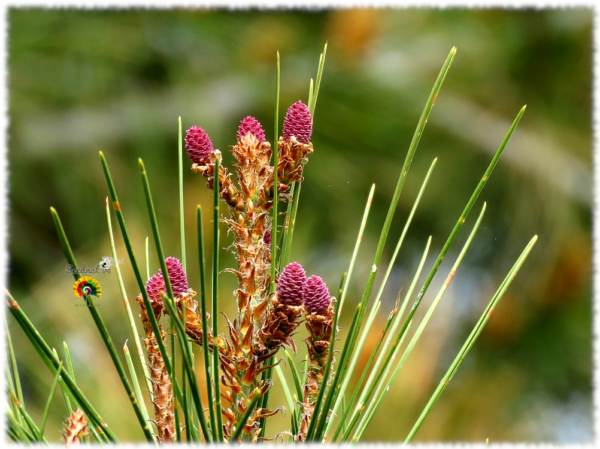 Pino carrasco - Pinus halepensis - 30 semillas - Imagen 4