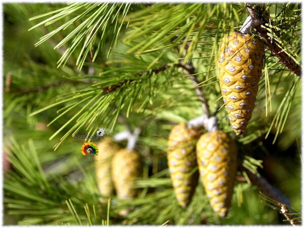 Pino carrasco - Pinus halepensis - 30 semillas - Imagen 3