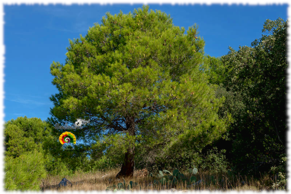 Pino carrasco - Pinus halepensis - 30 semillas