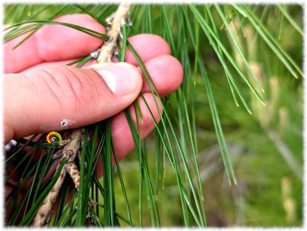 Pino carrasco - Pinus halepensis - 30 semillas - Imagen 2