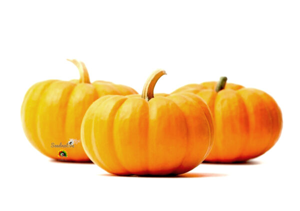 Calabaza Jack Be Little - 20 semillas - Imagen 2