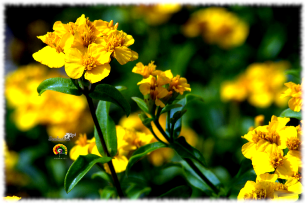 Pericón - Tagetes lucida - 100 semillas - Imagen 4