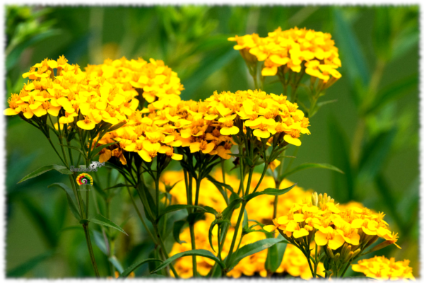 Pericón - Tagetes lucida - 100 semillas - Imagen 2