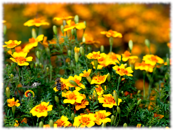 Pericón - Tagetes lucida - 100 semillas