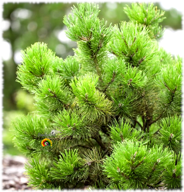 Pino enano - Pinus mugo subsp. mugo - 30 semillas - Imagen 2