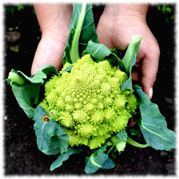 Coliflor Romanesco Natalino - 1000 semillas - Imagen 2