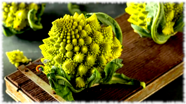 Coliflor Romanesco Natalino - 1000 semillas - Imagen 3