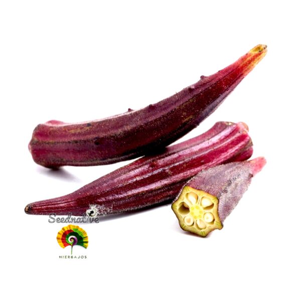 Okra Roja - Abelmoschus esculentus - 50 semillas