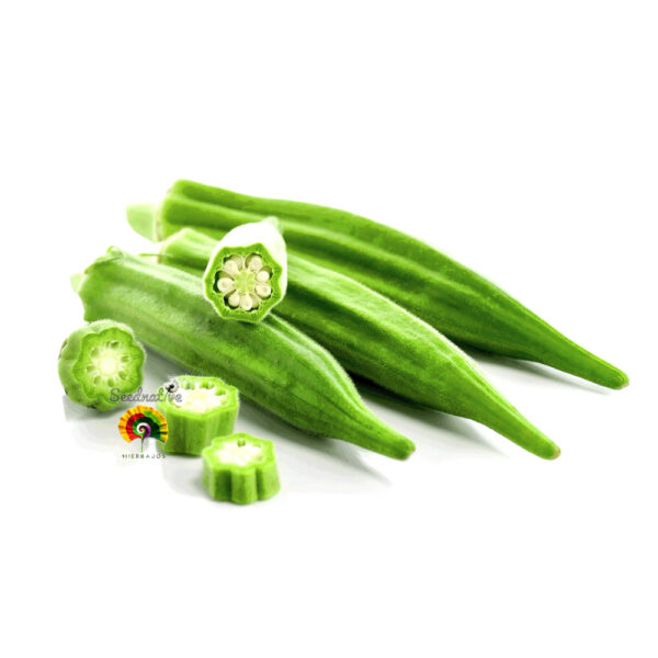 Okra verde - Abelmoschus esculentus - 100 semillas - Imagen 2