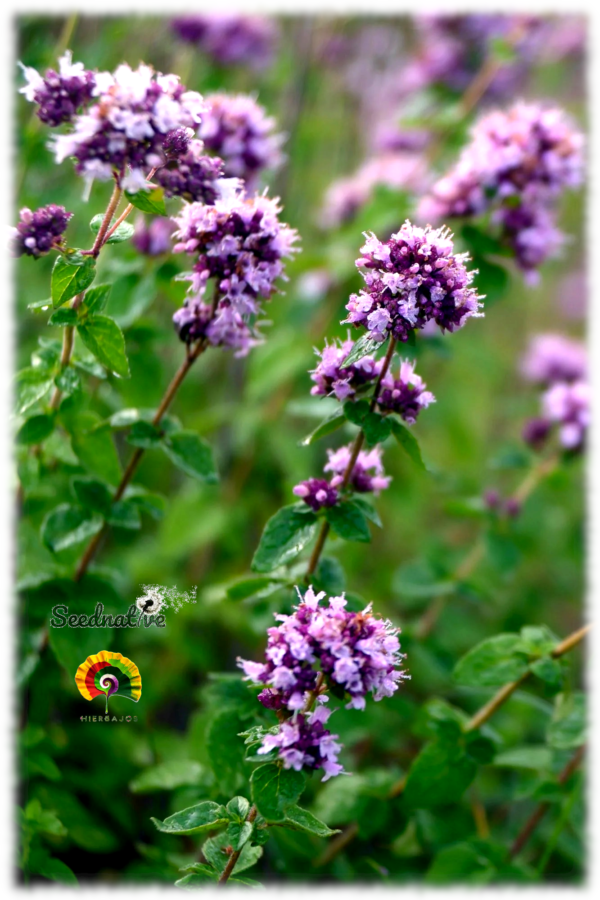 Orégano - Origanum vulgare - 5000 semillas