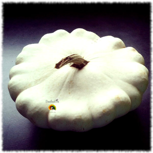 Calabaza Patisson blanc - 25 semillas - Imagen 3