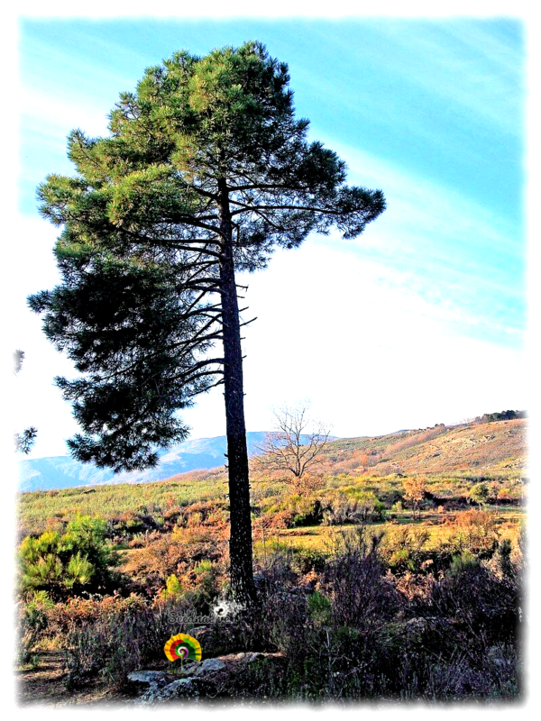 Pino resinero - Pinus pinaster - 30 semillas