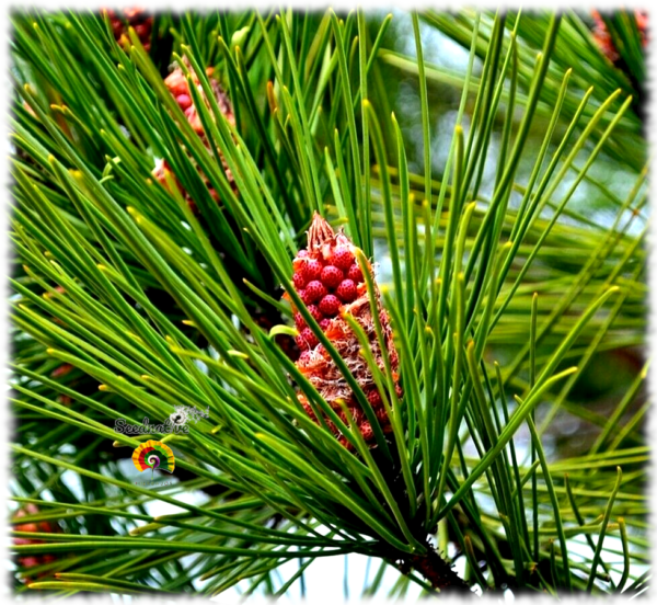 Pino resinero - Pinus pinaster - 30 semillas - Imagen 2