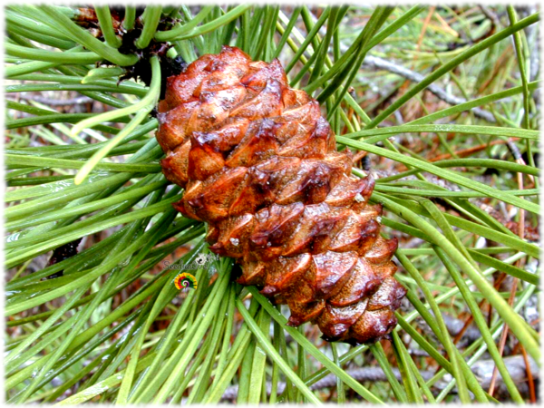 Pino resinero - Pinus pinaster - 30 semillas - Imagen 3