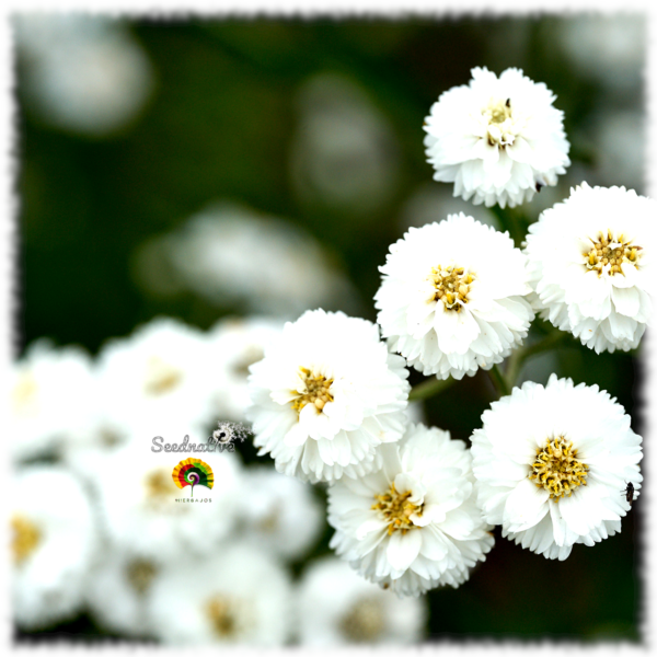 Hierba estornudo - Achillea ptarmica - 1000 semillas