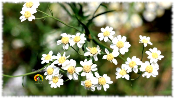 Hierba estornudo - Achillea ptarmica - 1000 semillas - Imagen 4