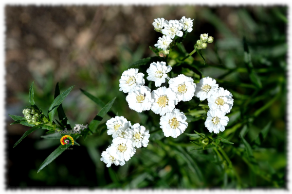 Hierba estornudo - Achillea ptarmica - 1000 semillas - Imagen 3