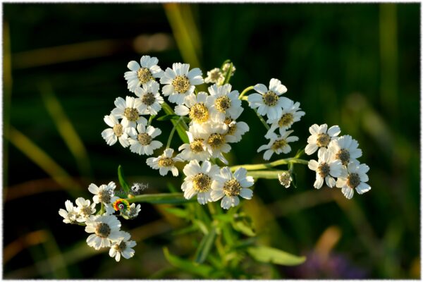 Hierba estornudo - Achillea ptarmica - 1000 semillas - Imagen 2