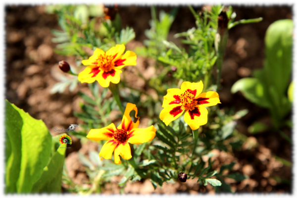 Damasquina - Tagetes patula nana 'Naughty Marietta' - 500 semillas