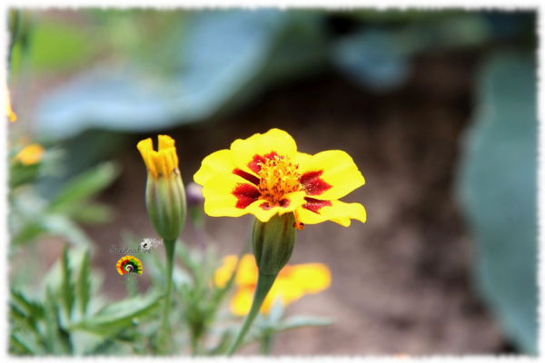 Damasquina - Tagetes patula nana 'Naughty Marietta' - 500 semillas - Imagen 2