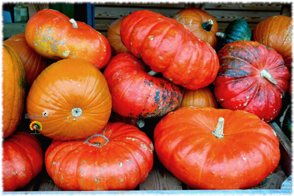 Calabaza Rouge vif d'Étampes - 15 semillas - Imagen 2