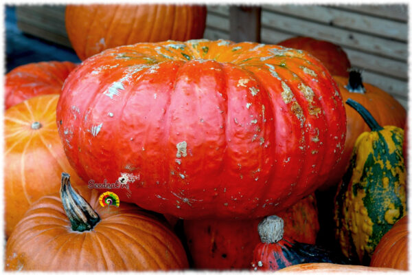 Calabaza Rouge vif d'Étampes - 15 semillas - Imagen 4