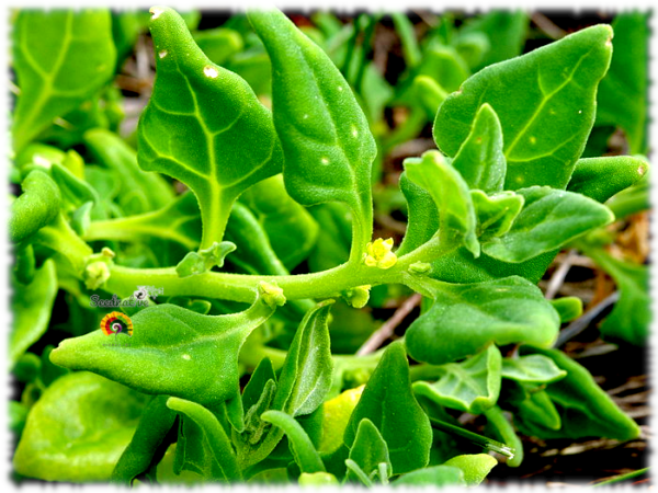 Espinaca de Nueva Zelanda - Tetragonia tetragonioides - 50 semillas - Imagen 2