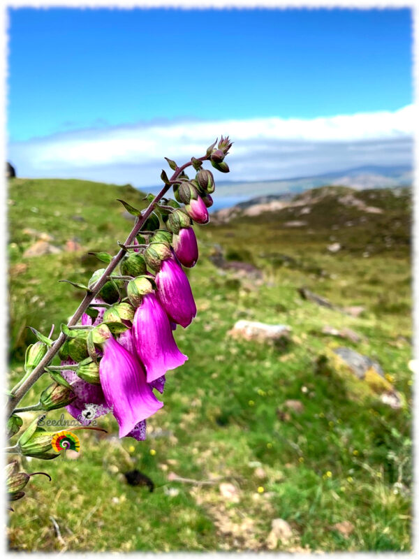 Dedalera Española - Digitalis thapsi - 1000 semillas