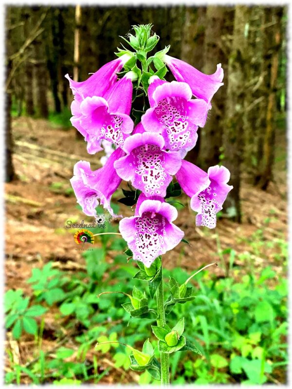 Dedalera Española - Digitalis thapsi - 1000 semillas - Imagen 2