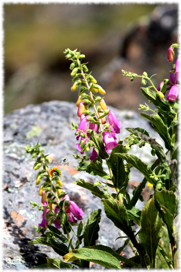 Dedalera Española - Digitalis thapsi - 1000 semillas - Imagen 3