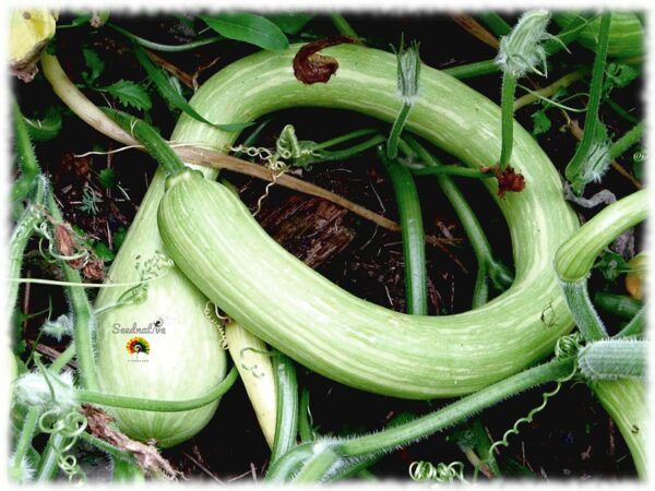 Calabaza Tromboncino d'Albenga - 20 semillas - Imagen 3